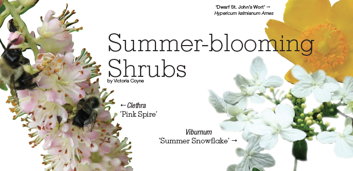 Summer-blooming Shrubs