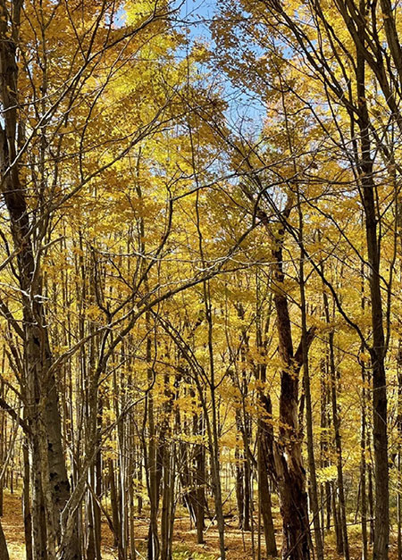 catskills-hudson-valley-fall-foliage-walks-08