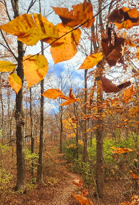catskills-hudson-valley-fall-foliage-walks-17