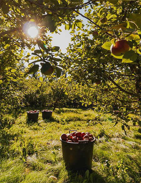 hudson-valley-catskills-fall-farms-apple-picking-pumpkins-02