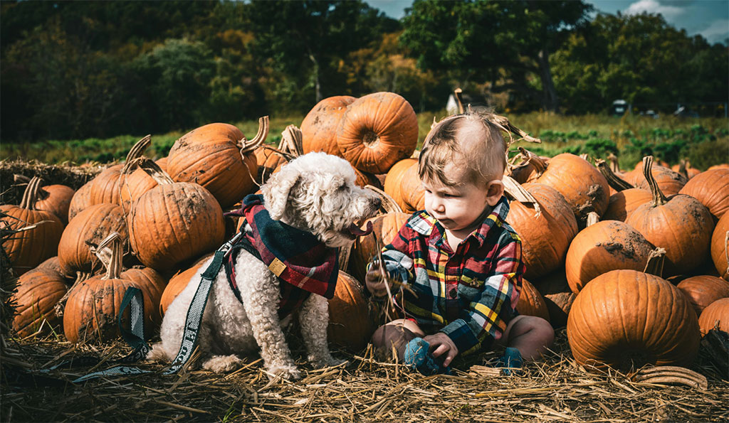 hudson-valley-catskills-fall-farms-apple-picking-pumpkins-03