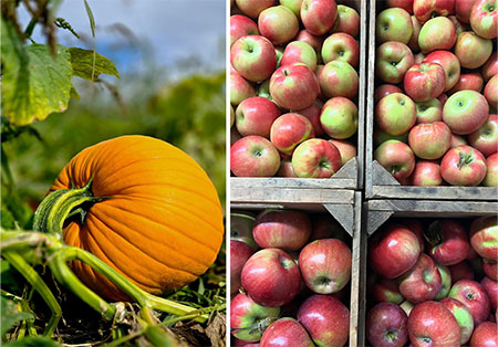 hudson-valley-catskills-fall-farms-apple-picking-pumpkins-09