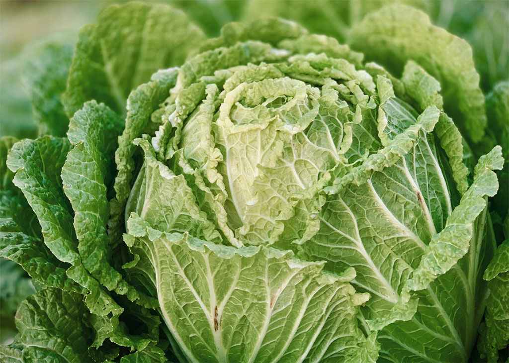 hudson-valley-fall-winter-vegetables-02