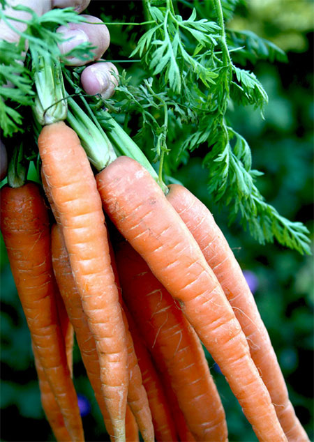 hudson-valley-fall-winter-vegetables-04