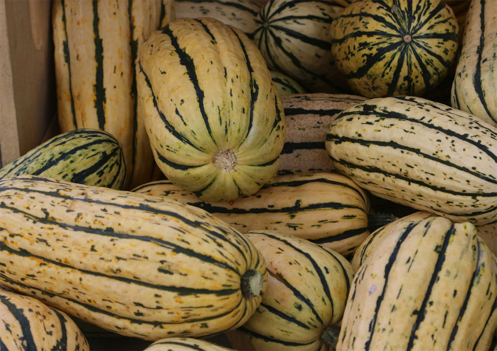 hudson-valley-fall-winter-vegetables-06