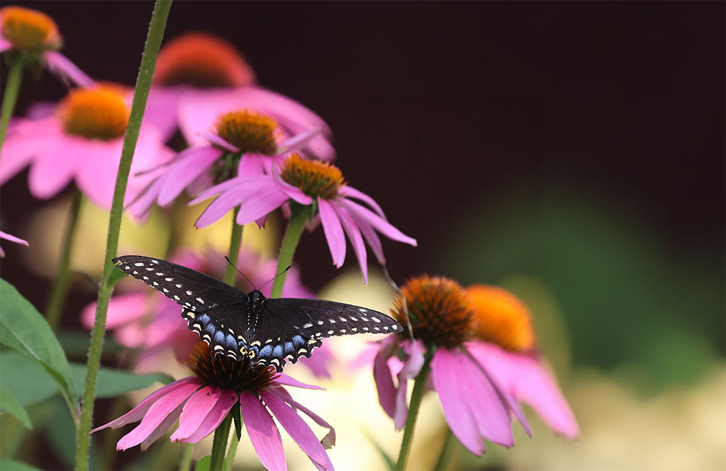 butterfly-spotting-hudson-valley-catskills-01
