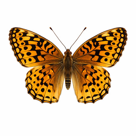 butterfly-spotting-hudson-valley-catskills-02