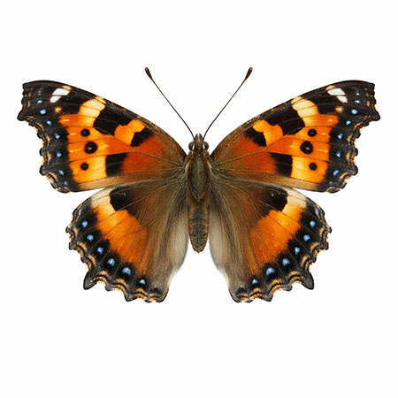 butterfly-spotting-hudson-valley-catskills-03