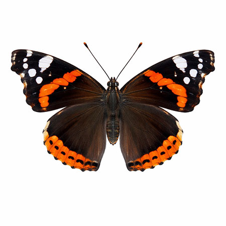 butterfly-spotting-hudson-valley-catskills-04