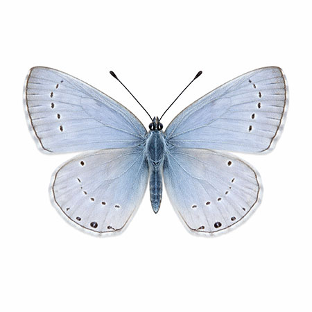 butterfly-spotting-hudson-valley-catskills-05