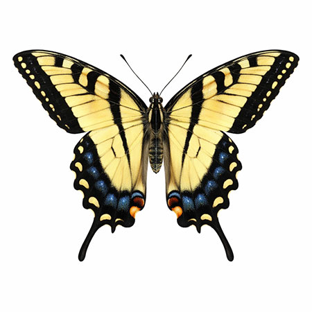 butterfly-spotting-hudson-valley-catskills-06