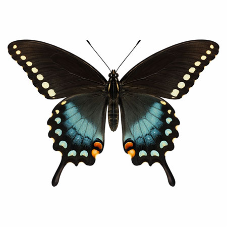 butterfly-spotting-hudson-valley-catskills-07