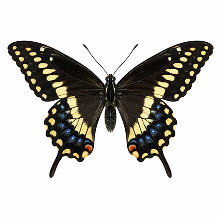 butterfly-spotting-hudson-valley-catskills-08