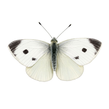 butterfly-spotting-hudson-valley-catskills-09