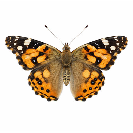 butterfly-spotting-hudson-valley-catskills-10