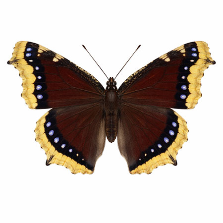 butterfly-spotting-hudson-valley-catskills-11