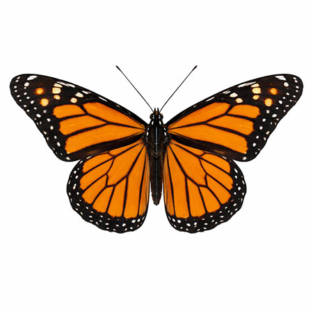 butterfly-spotting-hudson-valley-catskills-12