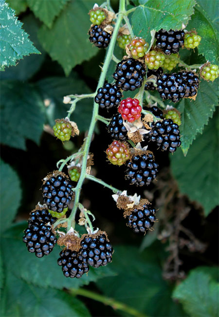Rewild-Your-Hudson-Valley-Garden-Collaborate-with-Nature-04