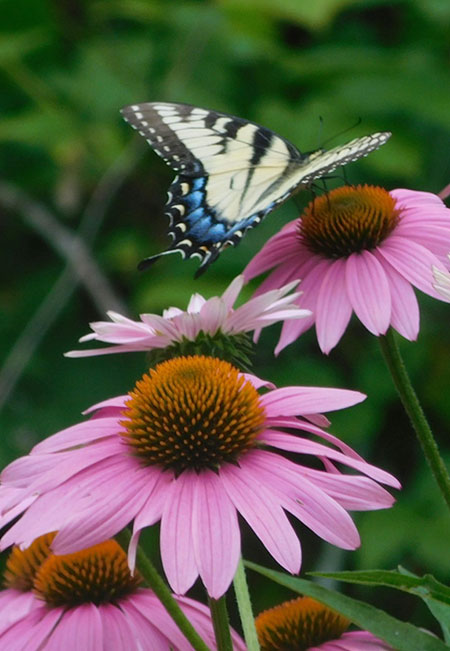Rewild-Your-Hudson-Valley-Garden-Collaborate-with-Nature-05