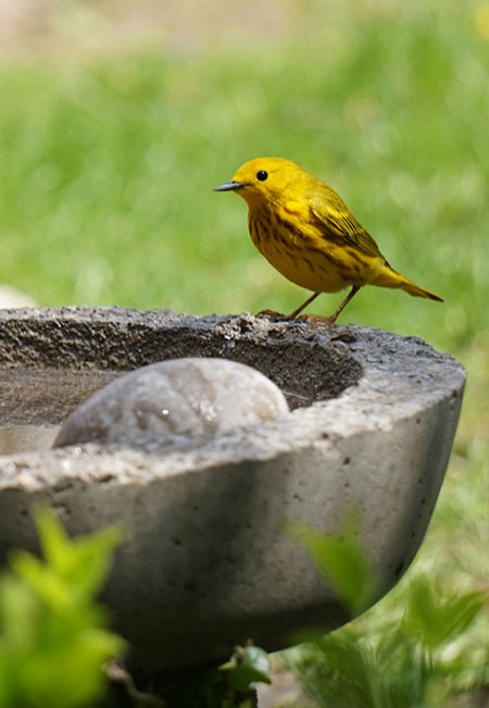 Rewild-Your-Hudson-Valley-Garden-Collaborate-with-Nature-06