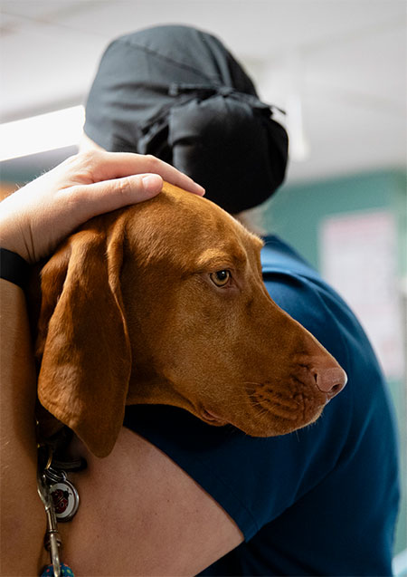 rondout-valley-veterinary-kerhonkson-ny-vets-hudson-valley-01