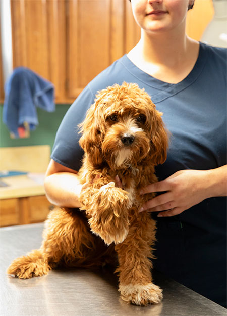 rondout-valley-veterinary-kerhonkson-ny-vets-hudson-valley-04