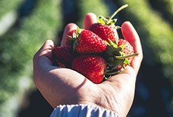 SPRING PRODUCE