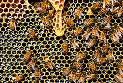 Honeybees in Crisis