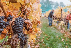 HUDSON VALLEY WINE COUNTRY’S Fall grape harvest