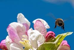 In Praise Of Pollinators