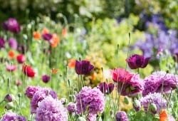 Spring Garden Tips