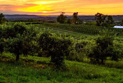 Shawangunk Wine Trail: Discover Hudson Valley's Scenic Wineries