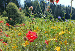 Rewild Your Hudson Valley Garden: Collaborate with Nature