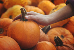 Hudson Valley & Catskills Fall Farm Fun – Apple Picking, Pumpkins & Autumn Treats