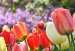 Gardens of the Hudson Valley & Catskills: Beautiful Public Gardens to Visit This Spring 