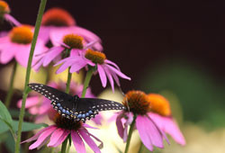 Butterfly Spotting in the Hudson Valley & Catskills: Species to Look for This Spring