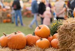 Hudson Valley Farms in Autumn: Apple Picking, Pumpkin Patches & Harvest Season Adventures