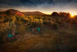 Shawangunk Wine Trail: Explore Hudson Valley Wineries, Cideries & Distilleries