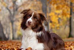  Fall Pet Care Tips: Keeping Dogs and Cats Happy, Healthy & Active
