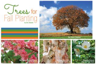 Trees for Fall Planting