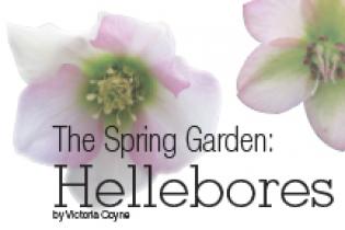 The Spring Garden: Hellebores