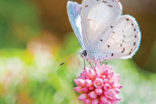 A GUIDE TO HUDSON VALLEY butterflies