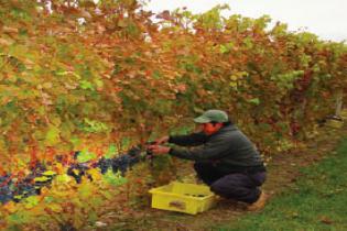 Fall Harvest