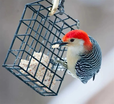 First Sundays: Family Studio Hour: Birds!