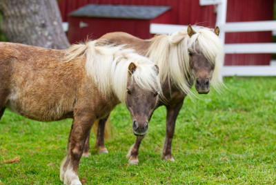 Mighty Mini Horses