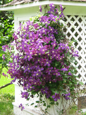Mount Gulian's Great Estates Garden Tours