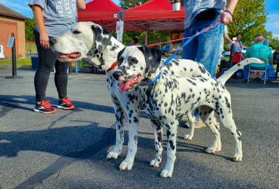 Dalmatian Day 2026