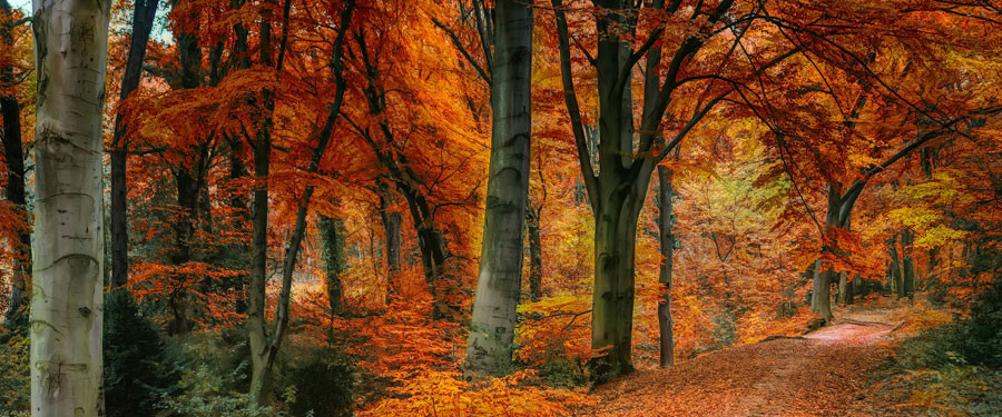 AUTUMN 2025